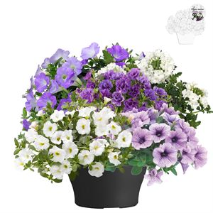 Afbeelding van TP26 Mixpot Mix 4